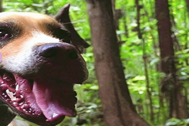 Catturato il primo esemplare vivo del cane amazzonico, una specie rara e minacciata dalla deforestazione in Bolivia